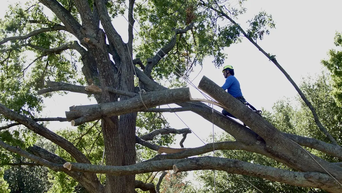 Professional Hazardous Tree Removal performed by certified arborists in Coffeeville